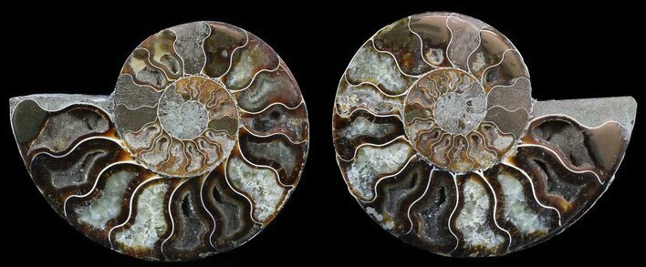 Polished Ammonite Pair - Agatized #51746